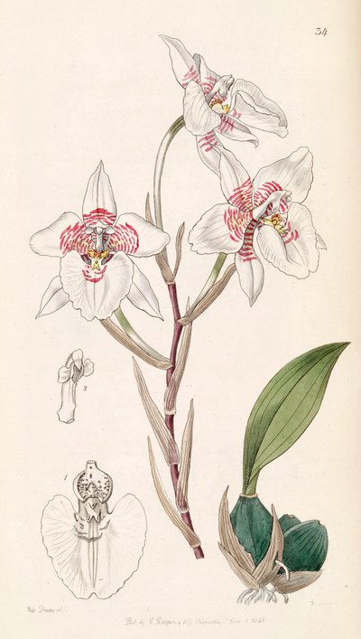 Rhynchostele cervantesii (as syn. Odontoglossum membranaceum) by Miss Drake